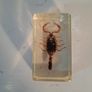 5 Insect Specimens Image 4