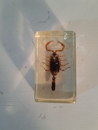 5 Insect Specimens