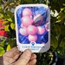 citrus  lemon tree Image 10