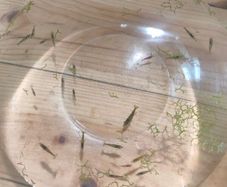 shrimp (mix)