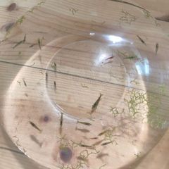 shrimp (mix)