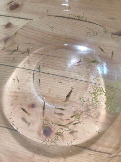 shrimp (mix)