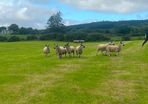 40 Hoggets