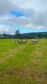 40 Hoggets