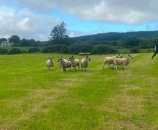 40 Hoggets