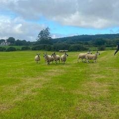 40 Hoggets