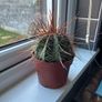 Melocactus Long-Spined Cactus Image 4