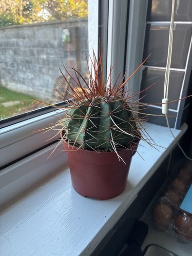 Melocactus Long-Spined Cactus