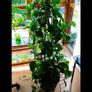 Healthy Golden Pothos - Large 1.50m Image 2
