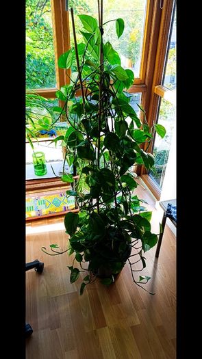 Healthy Golden Pothos - Large 1.50m
