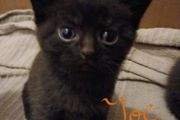 kitten