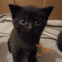 kitten