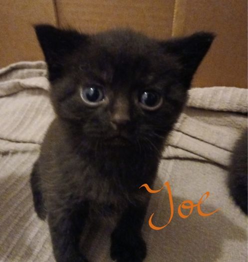 kitten