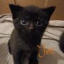 kitten Image 4