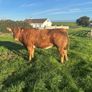 In Calf Heifers Oct 31st Ballinasloe Mart Image 9