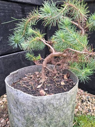 Bonsai
