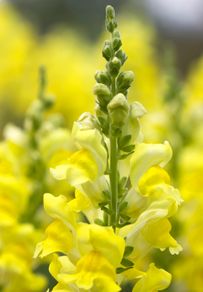 (S) Snapdragon Canary Bird Seeds 0.2g (413553)