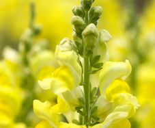 (S) Snapdragon Canary Bird Seeds 0.2g (413553)