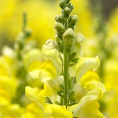 (S) Snapdragon Canary Bird Seeds 0.2g (413553)
