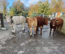 Cow makers castlerea mart