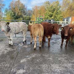 Cow makers castlerea mart