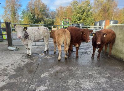 Cow makers castlerea mart