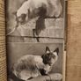 Charles: The Story Of A Friendship.  By Michael Joseph.  1946 Hardback With Dustjacket . See Photos For  Condition. Image 9