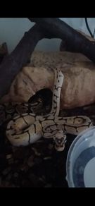 Snake,s royal ball python 2 mail and female