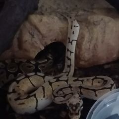 Snake,s royal ball python 2 mail and female