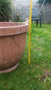 large plant pot