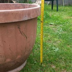 large plant pot