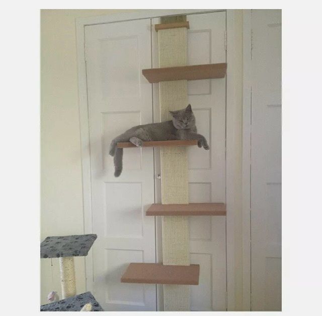 cat climber door