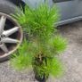 clearance of 15 shrubs and 4 trees Image 4