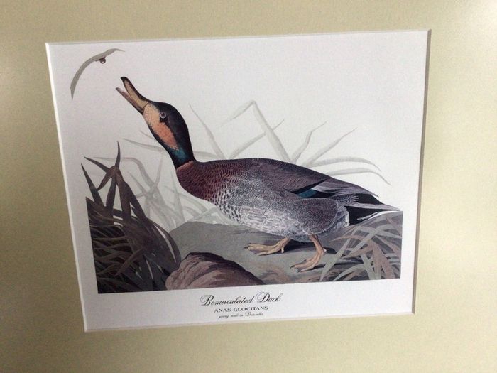 4 large wildfowl prints Framed
