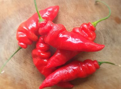 Chili Pepper 'Aji Largo' Irish Seed
