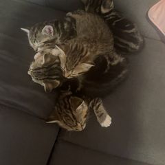 cats