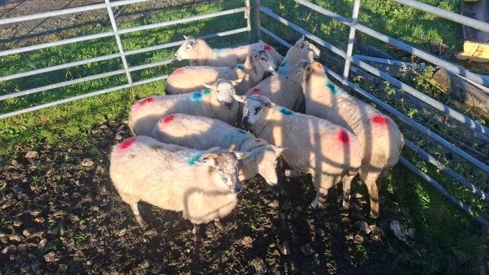 Price Drop  Hogget ewes