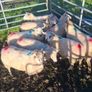 Hogget ewes Image 9