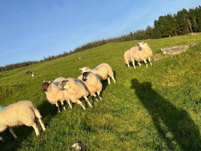 Hilltex organic ewe lambs