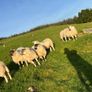 Hilltex organic ewe lambs Image 5