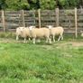 Ewe lambs Image 2