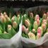 tulip80