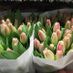 tulip80