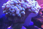 Hammer Coral Frag