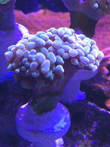 Hammer Coral Frag
