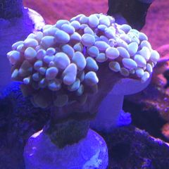 Hammer Coral Frag