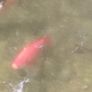 large goldfish available Image 6