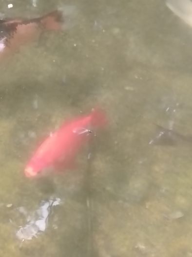large goldfish available