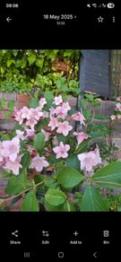 Weigela