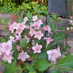 Weigela